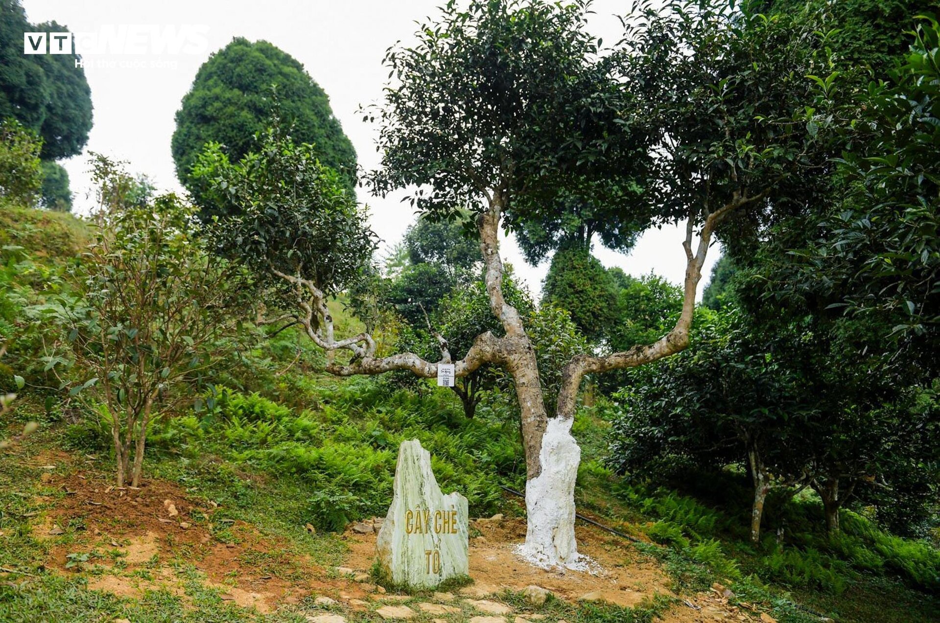chè Shan Tuyết