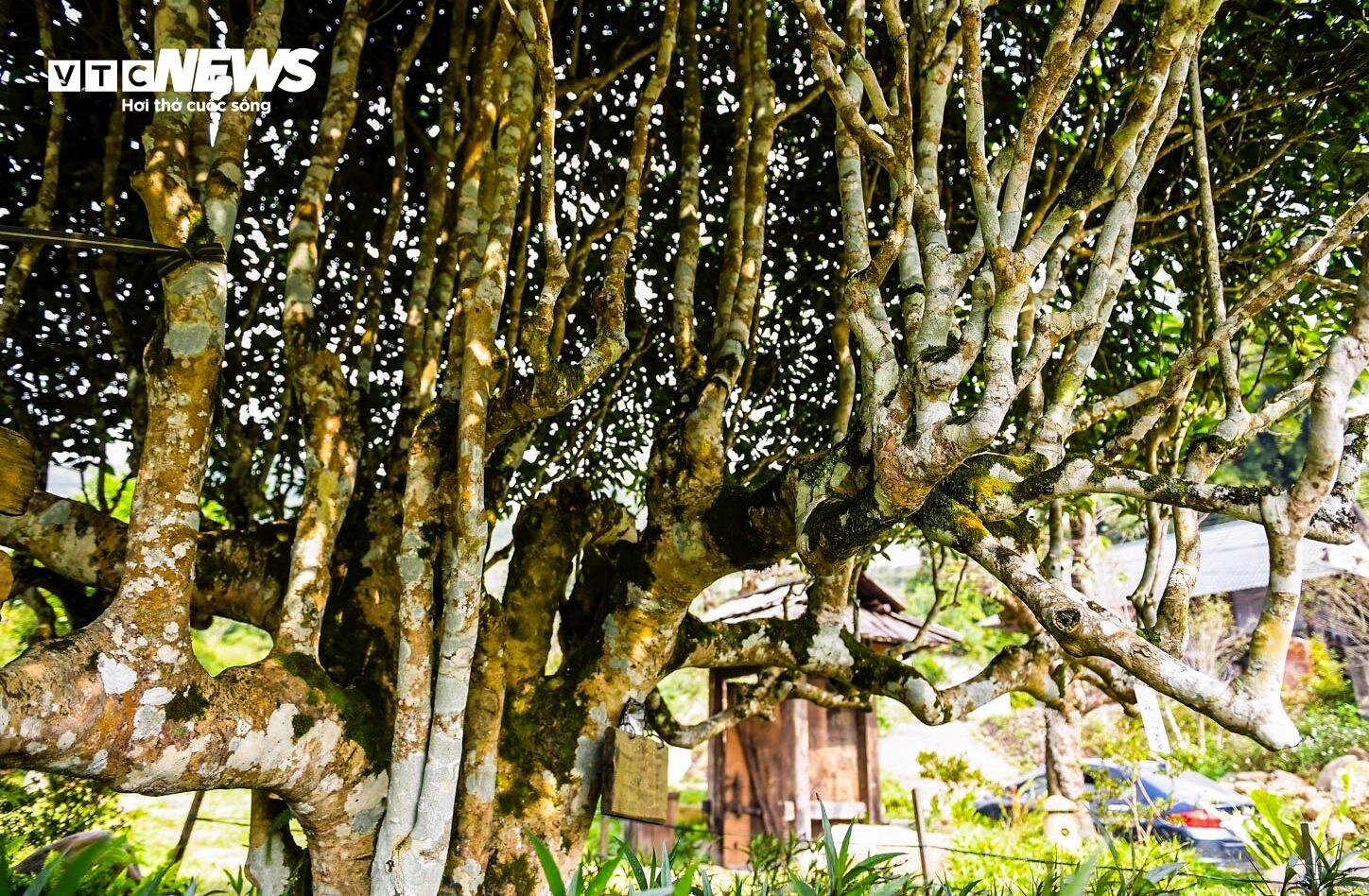 Ngắm cây chè Shan Tuyết cổ thụ 500 năm tuổi ở Yên Bái- Ảnh 7.