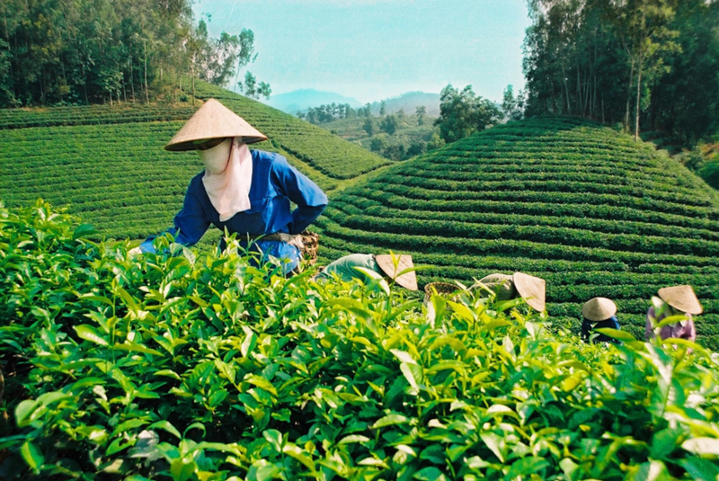 Hơn 30 tỉnh của Việt Nam trồng loại “vàng xanh” cực tốt cho sức khỏe: Nga, Pakistan thu mua hàng đầu- Ảnh 1.