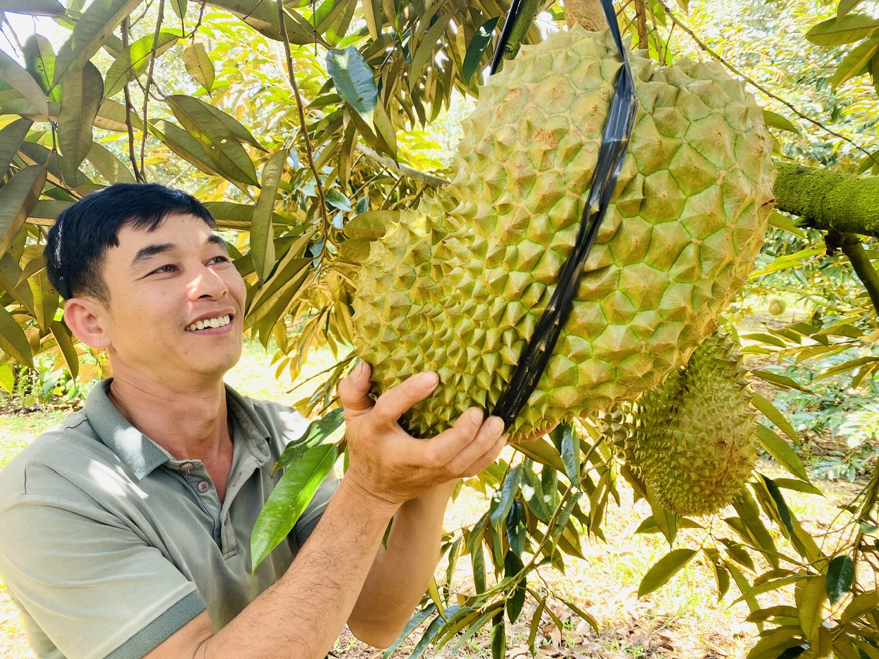 Sầu riêng nghịch mùa thu bạc tỉ dịp Tết- Ảnh 2.