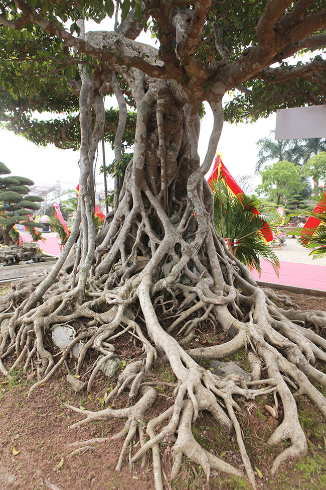Top 3 siêu cây “dáng Rồng” đắt nhất Việt Nam: Có cây 50 tấn, giá hàng trăm tỷ đồng- Ảnh 4.