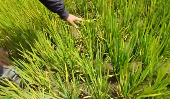 Ruộng lúa Việt Nam tại châu Phi đang xanh tốt bỗng gặp biến cố, chủ trang trại vội vàng cầu cứu- Ảnh 2.