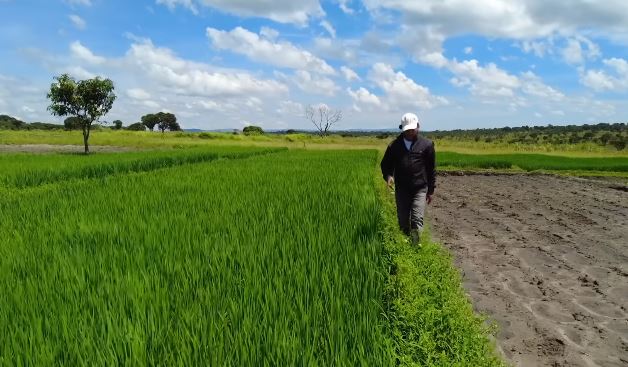 Ruộng lúa Việt Nam tại châu Phi đang xanh tốt bỗng gặp biến cố, chủ trang trại vội vàng cầu cứu- Ảnh 1.