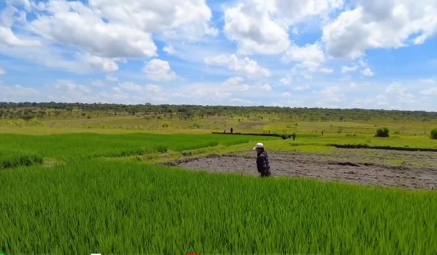 Ruộng lúa Việt Nam tại châu Phi đang xanh tốt bỗng gặp biến cố, chủ trang trại vội vàng cầu cứu- Ảnh 4.