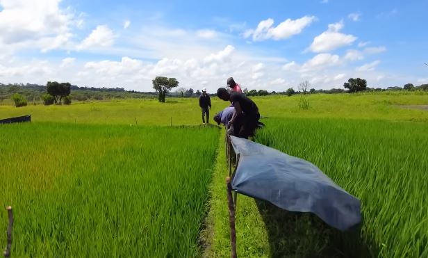 Ruộng lúa Việt Nam tại châu Phi đang xanh tốt bỗng gặp biến cố, chủ trang trại vội vàng cầu cứu- Ảnh 3.