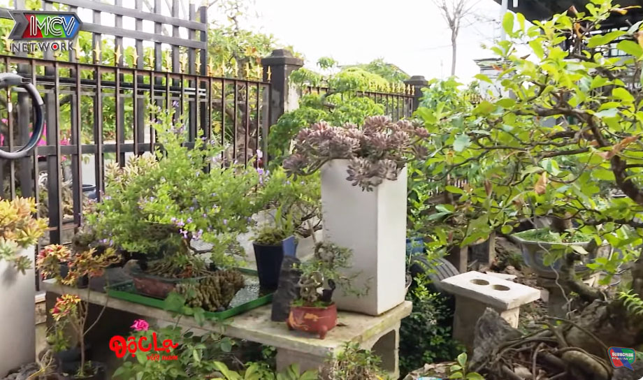 Đại gia Bình Phước nhà 3 đời chơi cây cảnh sở hữu khu vườn quý, mất chậu lan 10 tỷ cũng không nhằm nhò