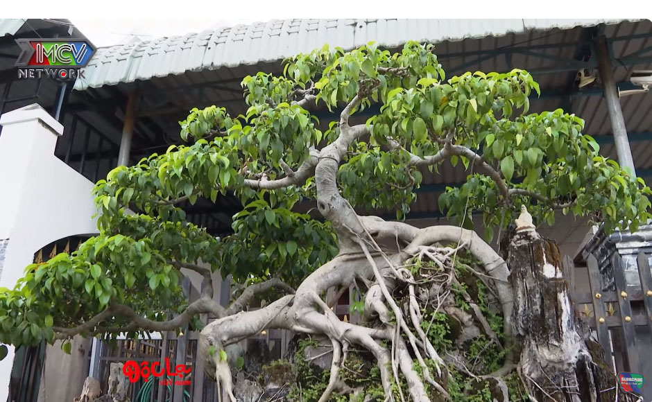 Đại gia Bình Phước nhà 3 đời chơi cây cảnh sở hữu vườn cây quý, mất chậu lan 10 tỷ cũng không nhằm nhò- Ảnh 4.