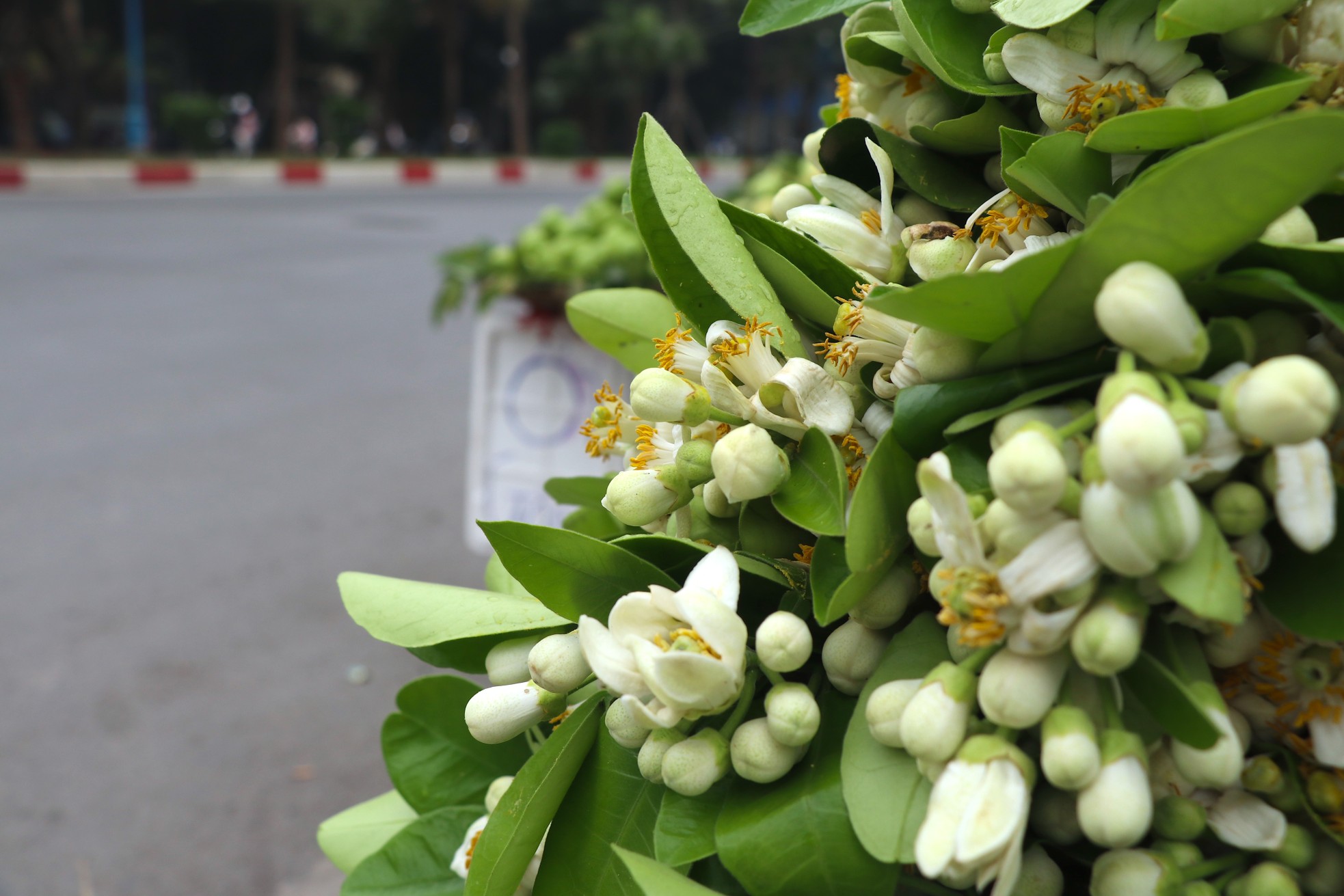 Hoa bưởi đầu mùa giá tới nửa triệu đồng/kg vẫn hút khách Hà Thành- Ảnh 1.