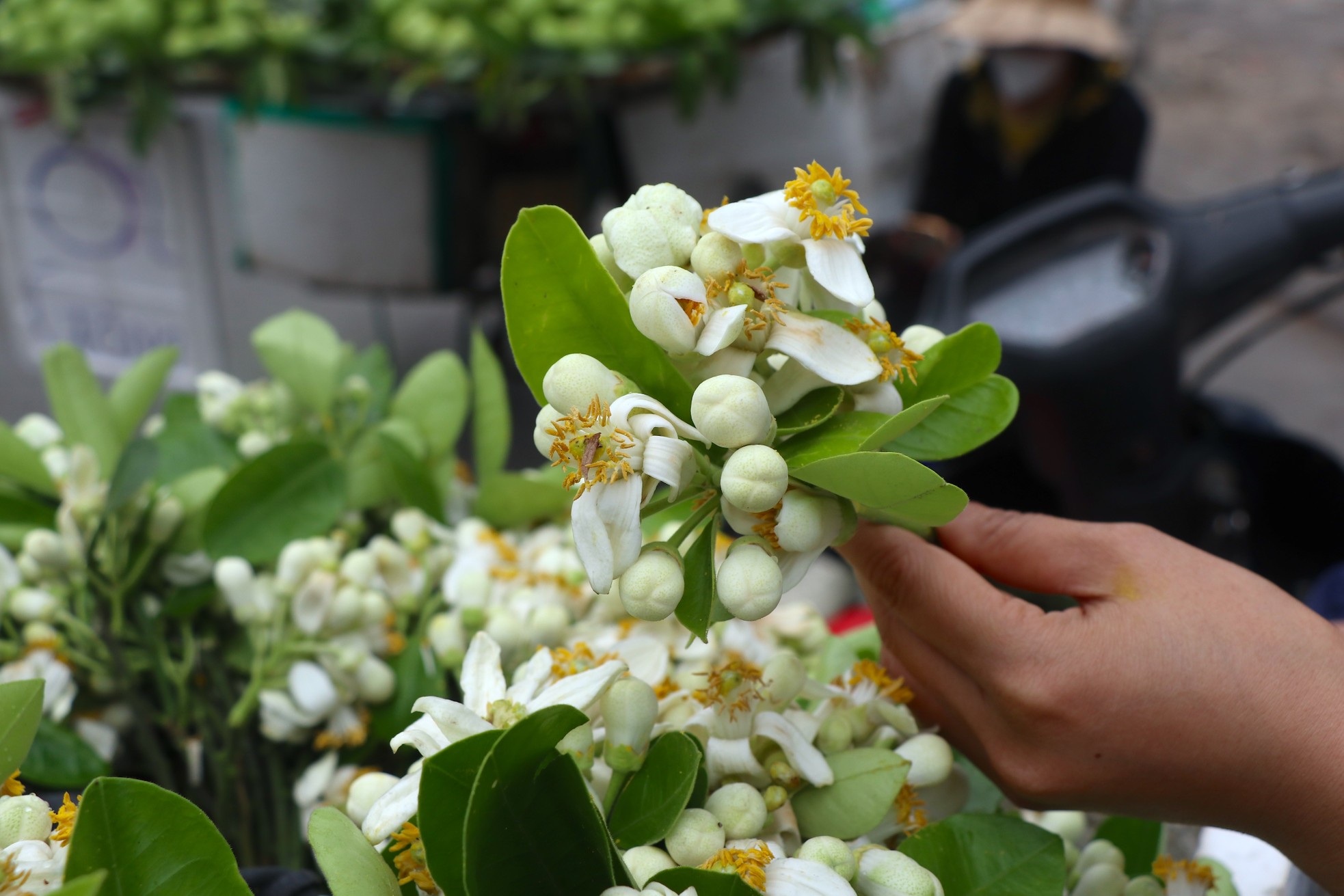 Hoa bưởi đầu mùa giá tới nửa triệu đồng/kg vẫn hút khách Hà Thành- Ảnh 8.