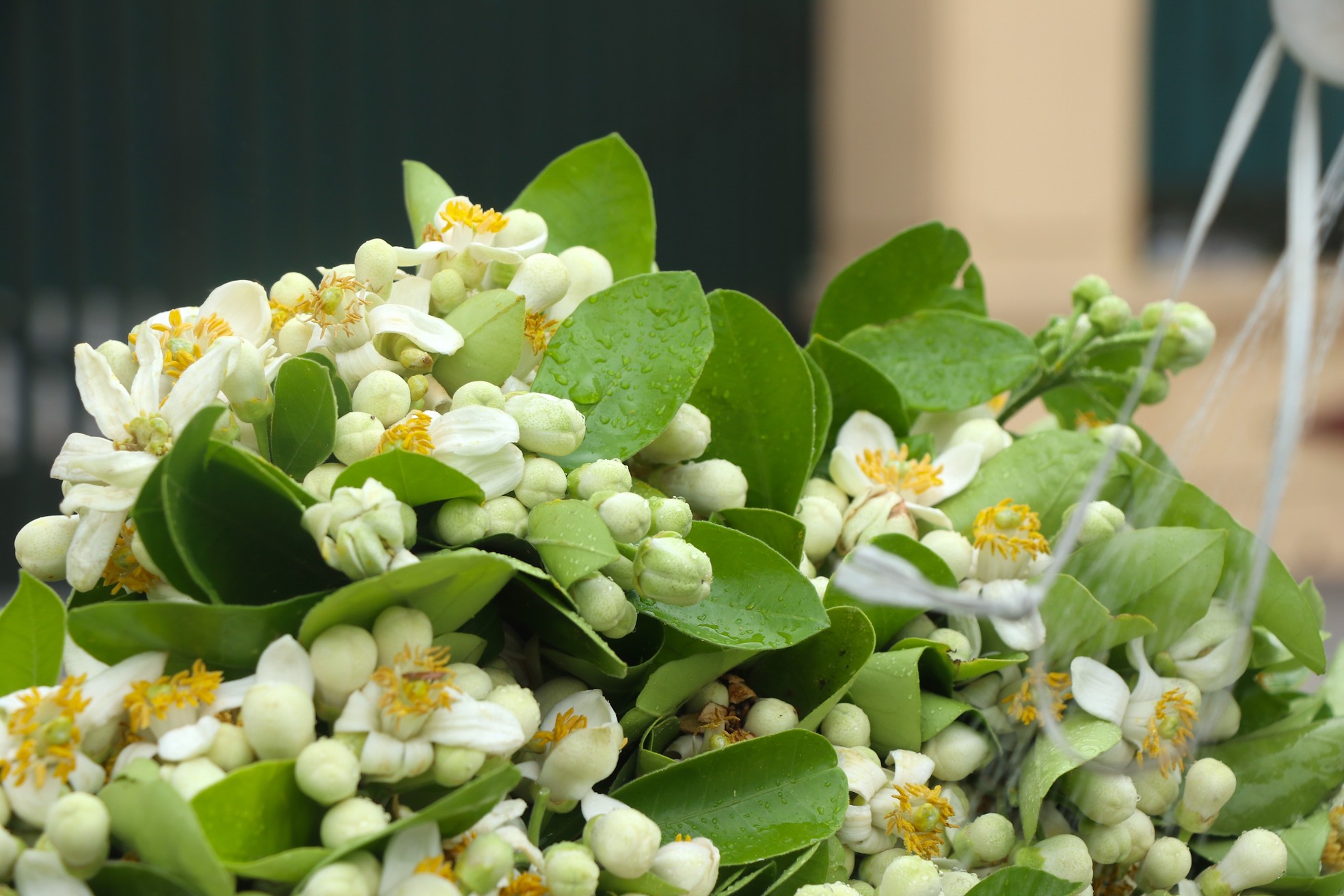 Hoa bưởi đầu mùa giá tới nửa triệu đồng/kg vẫn hút khách Hà Thành- Ảnh 3.