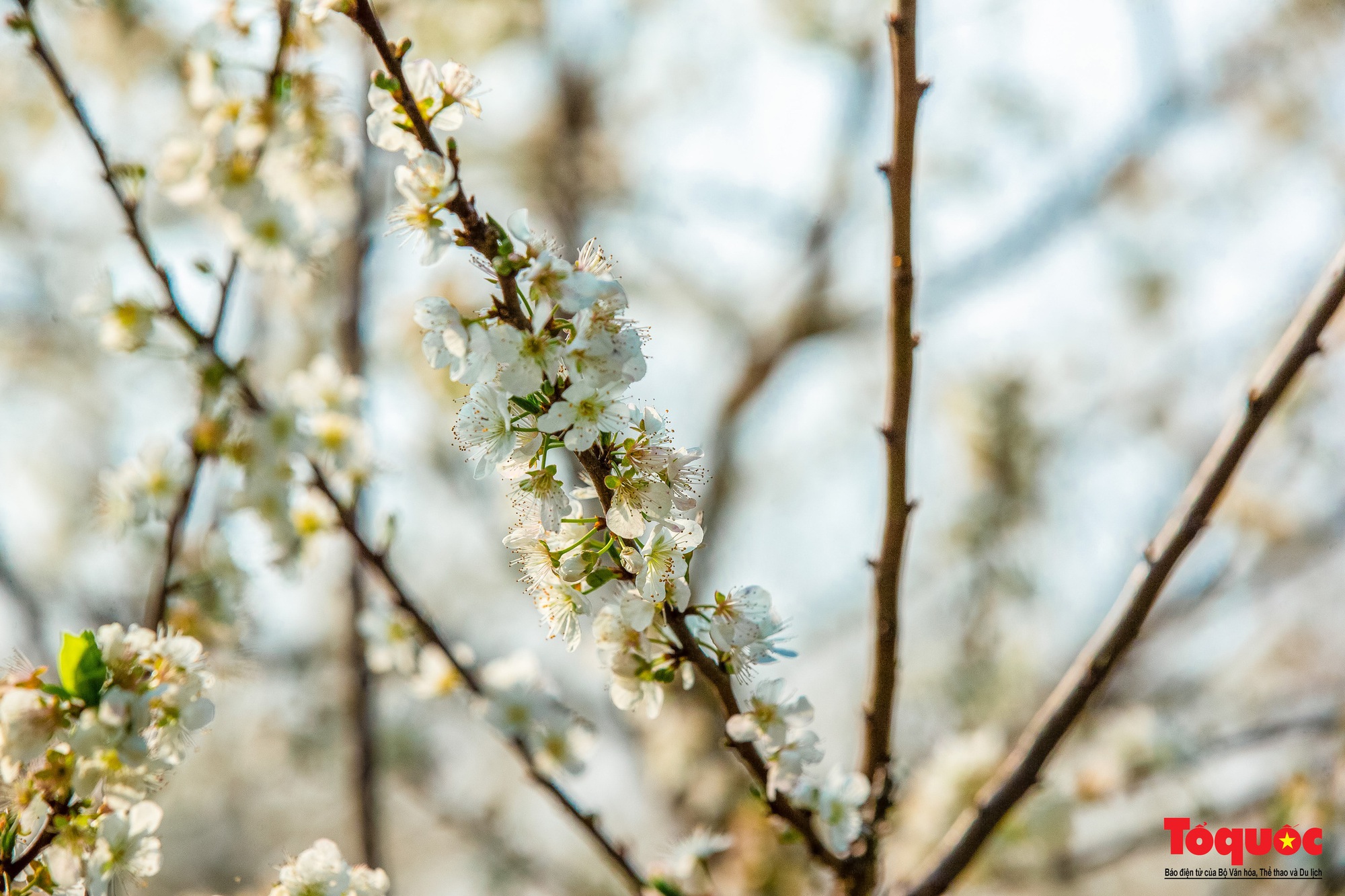 Lạc lối vào mùa hoa mận đẹp say lòng người trên cao nguyên trắng Bắc Hà- Ảnh 15.