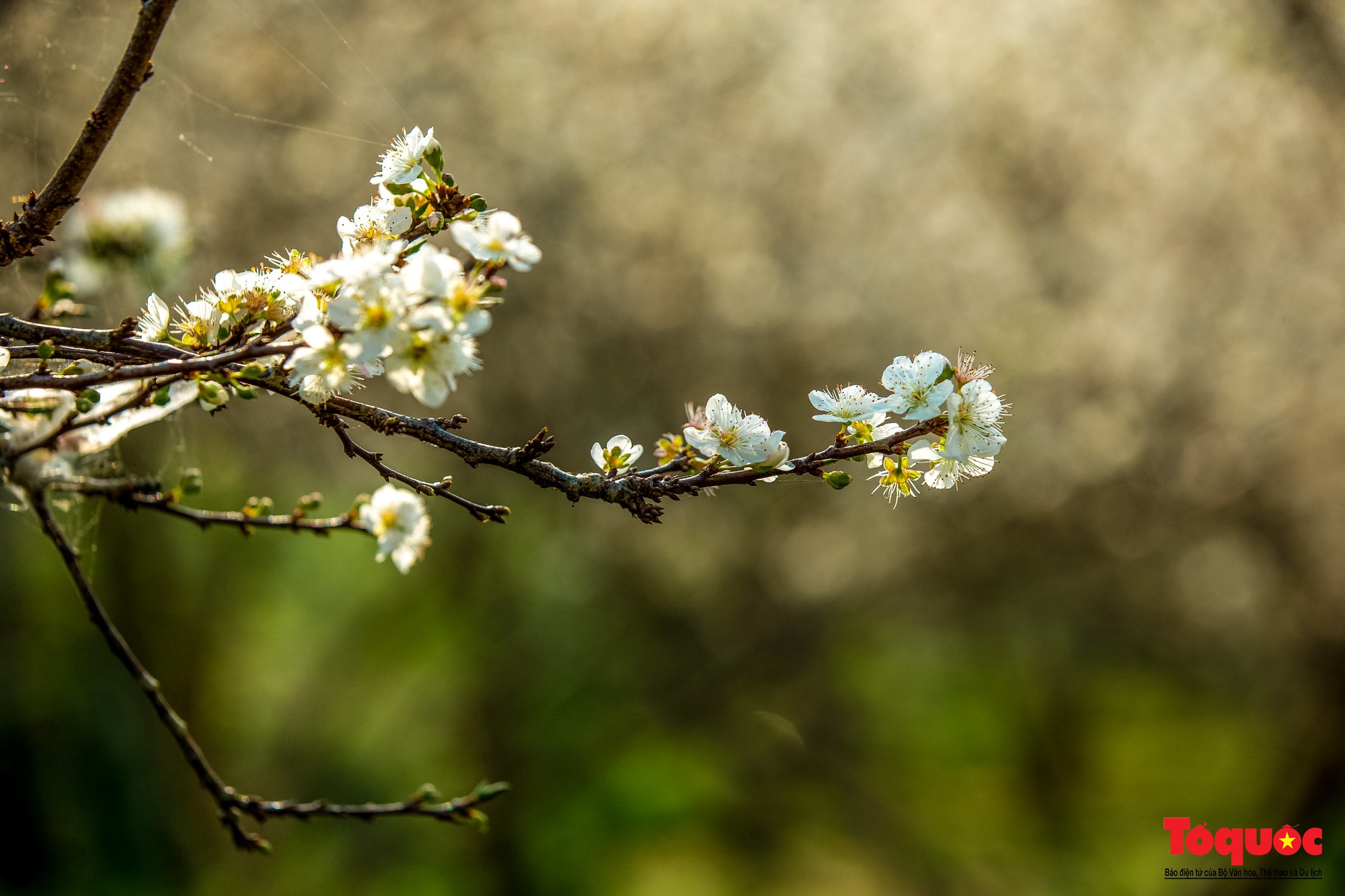 Lạc lối vào mùa hoa mận đẹp say lòng người trên cao nguyên trắng Bắc Hà- Ảnh 6.