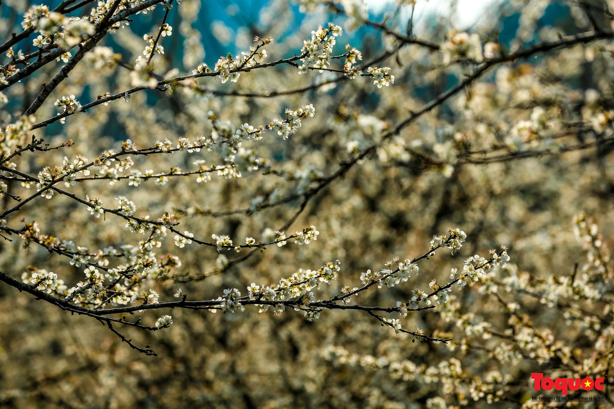 Lạc lối vào mùa hoa mận đẹp say lòng người trên cao nguyên trắng Bắc Hà- Ảnh 14.