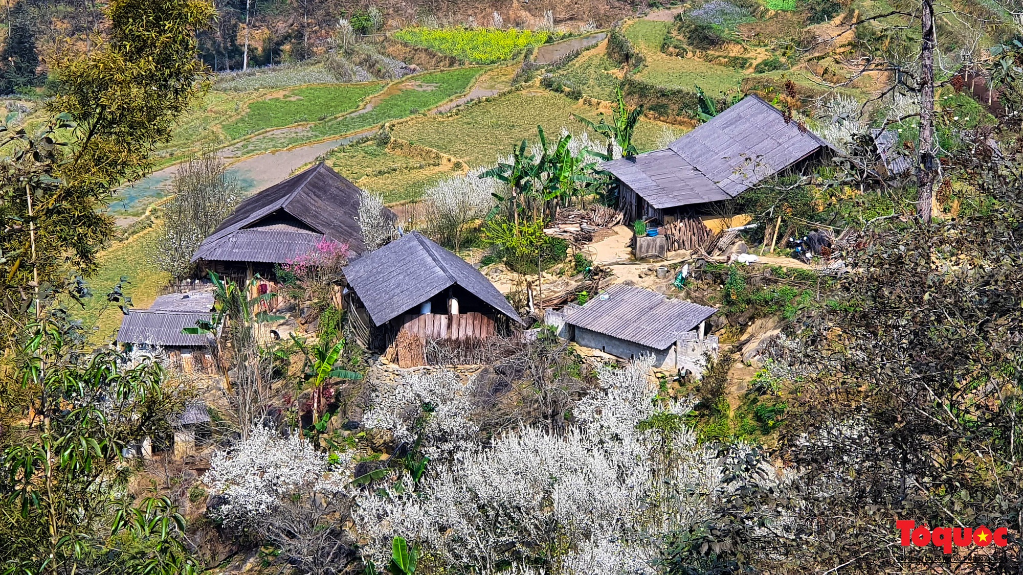 Lạc lối vào mùa hoa mận đẹp say lòng người trên cao nguyên trắng Bắc Hà- Ảnh 7.