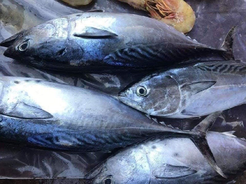 Những loại cá biển vừa ngon lại còn bổ dưỡng, chị em đừng quên “thêm vào giỏ hàng” khi đi chợ- Ảnh 3.