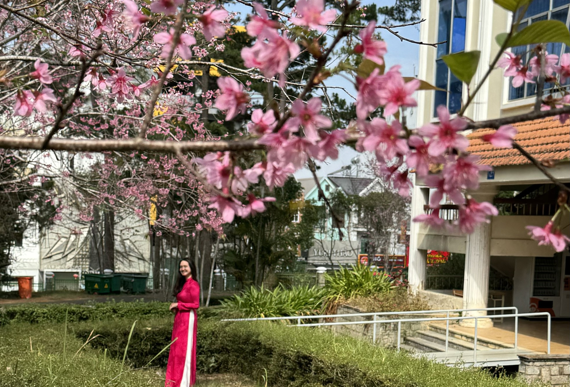Loài hoa nhuộm hồng ngôi trường có cảnh quan đẹp bậc nhất Đông Nam Á- Ảnh 1.