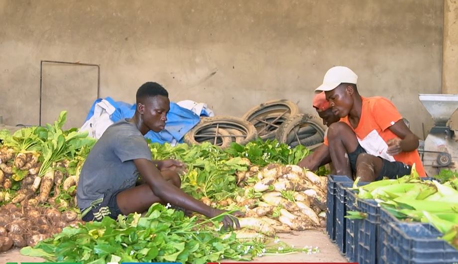 Nông trại Việt tại Angola bội thu đầu năm 3 loại rau củ người Trung Quốc 