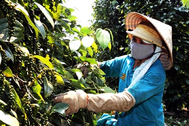 Gần 20 tỉnh của Việt Nam trồng “vàng đen” triệu USD khiến Trung Quốc thích mê, hơn 100 nước đặt hàng- Ảnh 2.