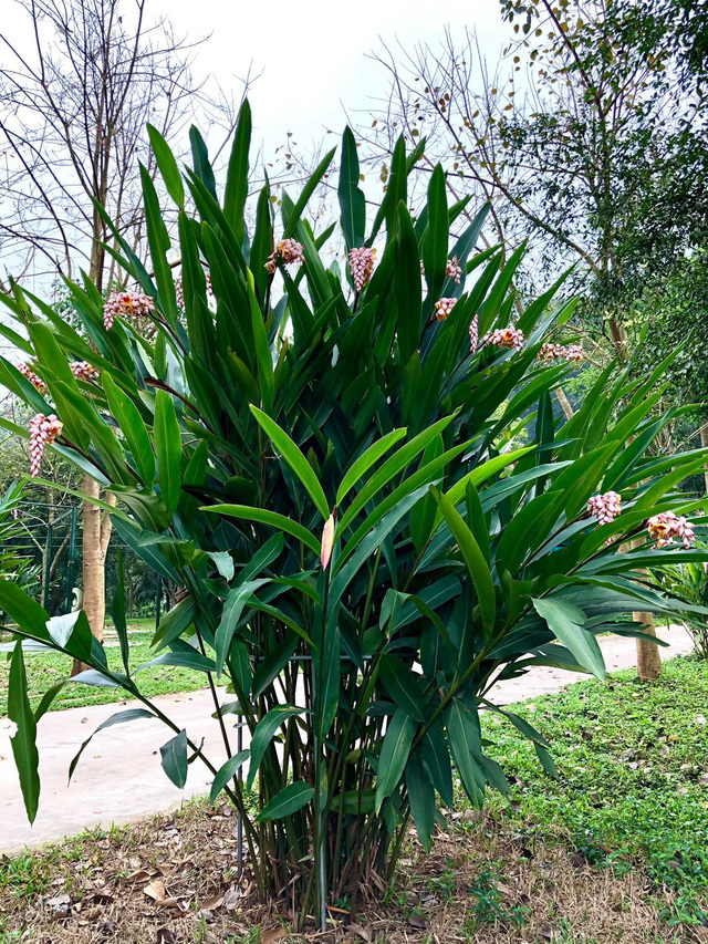 Loài hoa rừng tượng trưng cho sự đủ đầy, cứ dịp sau Tết là hút khách ầm ầm, dân buôn không cần đăng cũng hết- Ảnh 5.