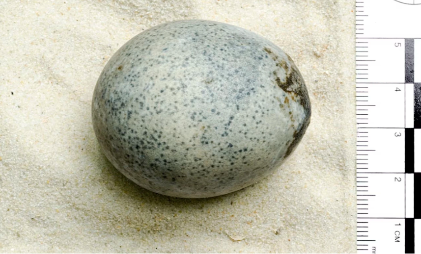 Cận cảnh quả trứng vẫn nguyên lòng đỏ, lòng trắng sau 1.700 năm, có thể tiết lộ bí mật về loài chim xuất hiện gần hai thiên niên kỷ trước- Ảnh 1.