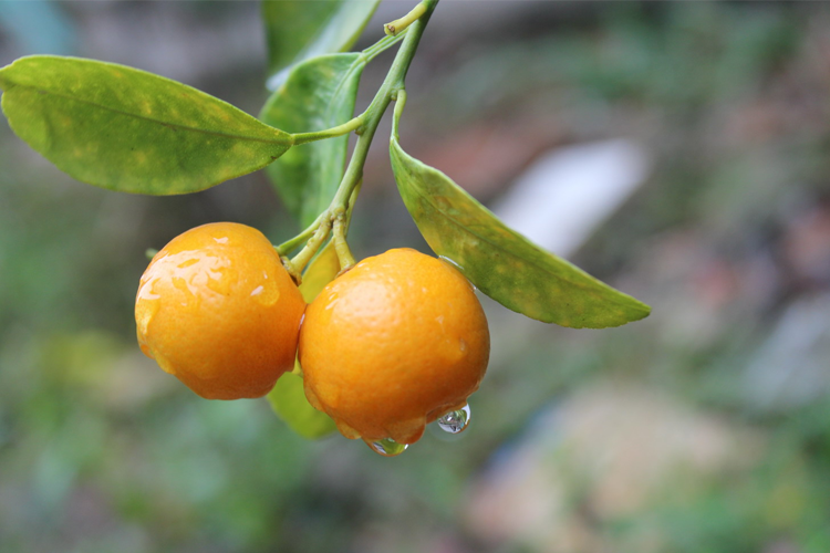 Loại quả giàu vitamin C ngang chanh, là “thuốc” hạ đường huyết tự nhiên, chống viêm: Bán giá rẻ bèo ở chợ Việt- Ảnh 1.