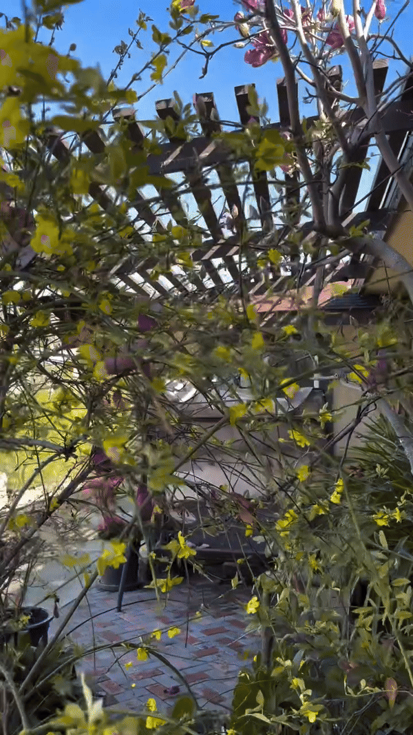 Khu vườn mùa xuân trong biệt thự ở Mỹ của Bằng Kiều: Hoa anh đào nở rộ chiếm ''spotlight'', gia chủ nở mũi "flex"