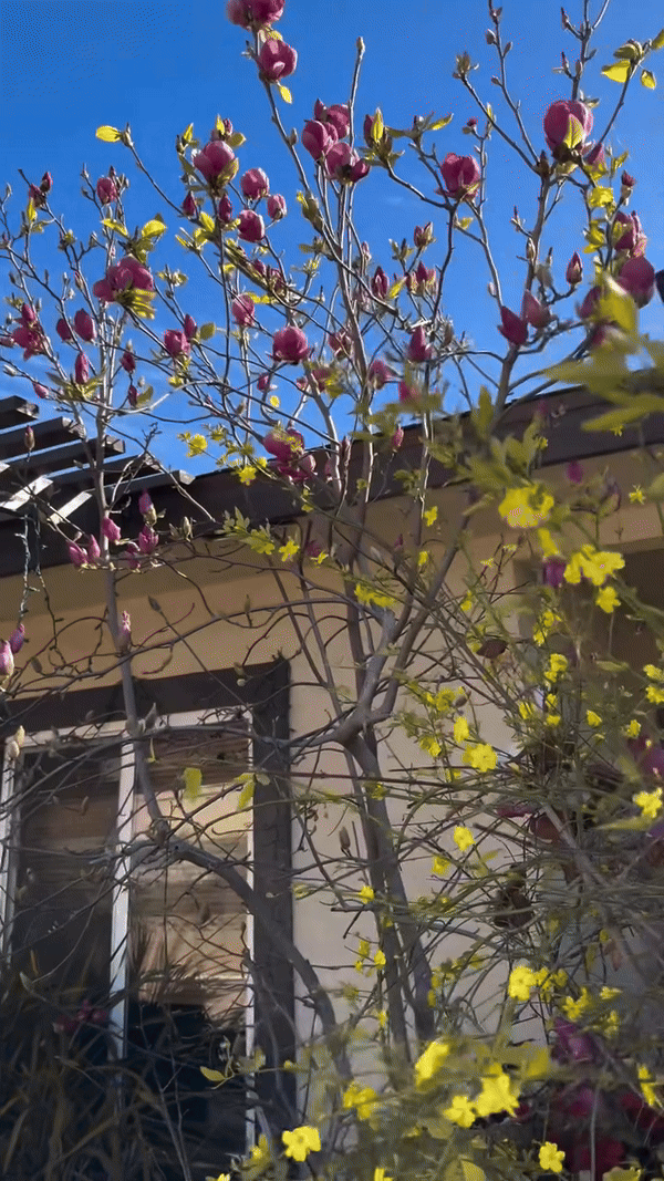 Khu vườn mùa xuân trong biệt thự ở Mỹ của Bằng Kiều: Hoa anh đào nở rộ chiếm ''spotlight'', gia chủ nở mũi 