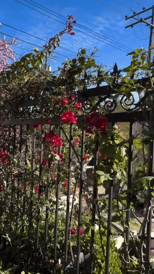 Khu vườn mùa xuân trong biệt thự ở Mỹ của Bằng Kiều: Hoa anh đào nở rộ chiếm ''spotlight'', gia chủ nở mũi "flex"