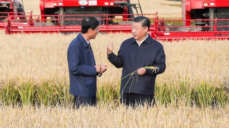 Bê bối vỡ lở ở Trung Quốc: Lúa cao 2 mét và lúa trồng nước biển hóa ra chỉ là 