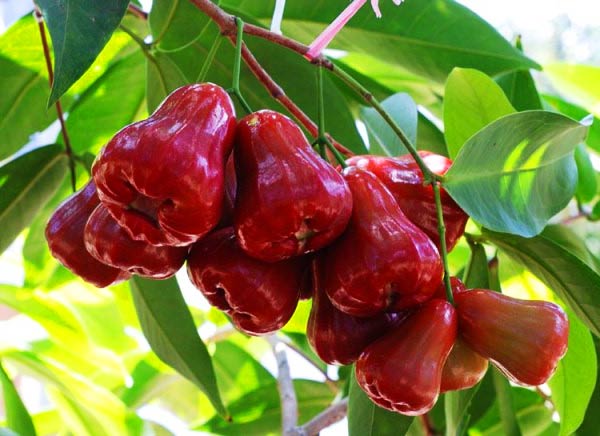 3 loại trái cây ngọt thơm nhưng là insulin tự nhiên, hạ đường huyết, giảm mỡ máu hiệu quả: Chợ Việt bán nhiều- Ảnh 3.