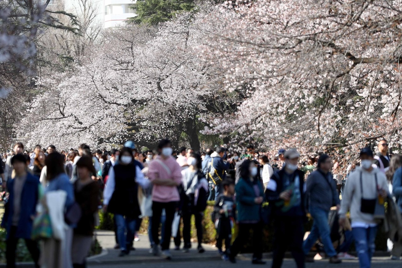 Hoa anh đào ở Nhật Bản bung nở sớm bất thường, du khách thích thú nhưng là dấu hiệu tiêu cực không thể coi nhẹ- Ảnh 3.