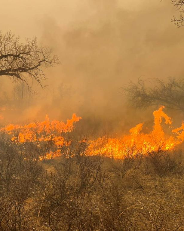 Cháy rừng tàn khốc tại Texas: Khói lửa bao trùm cả vùng trời, xót xa cảnh tượng động vật tán loạn thoát thân- Ảnh 3.