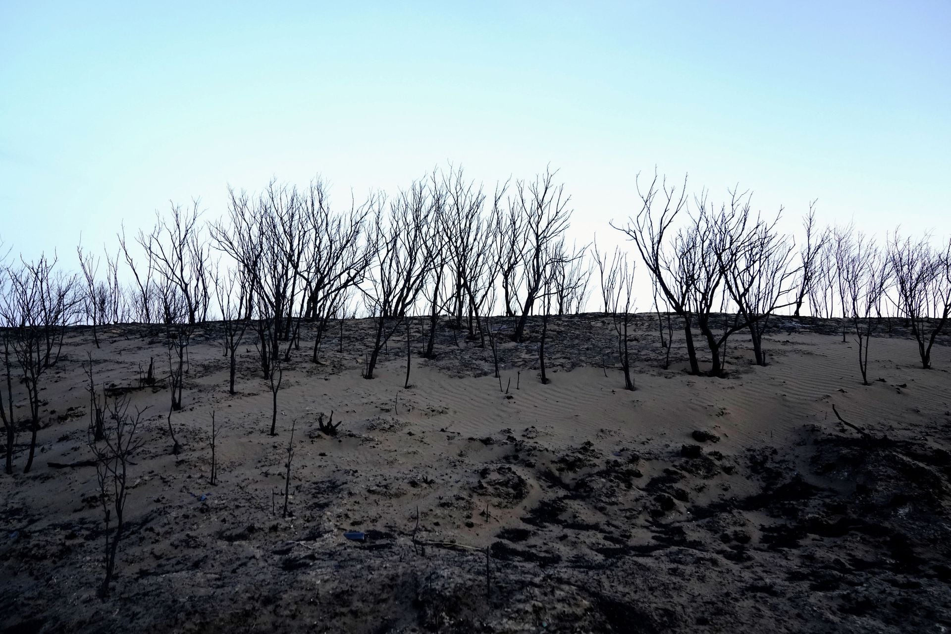 Cháy rừng tàn khốc tại Texas: Khói lửa bao trùm cả vùng trời, xót xa cảnh tượng động vật tán loạn thoát thân- Ảnh 7.