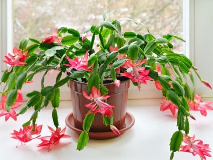 4 loại hoa rất thích hợp để bạn trồng trong năm mới với ý nghĩa mang may mắn đến- Ảnh 4.
