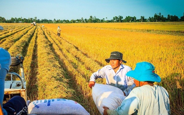 Doanh nghiệp Việt trúng gói thầu lớn, dự báo xuất khẩu gạo ‘ăn nên làm ra’ - Ảnh 2.