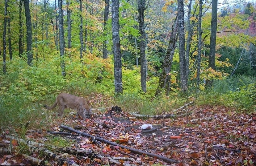 Đặt camera trong rừng, thợ săn giật mình khi bắt gặp sinh vật tuyệt chủng hơn 100 năm- Ảnh 2.