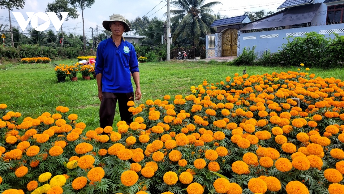 Người trồng hoa Tết ở Tiền Giang “méo mặt” vì giá thấp, dội hàng- Ảnh 1.