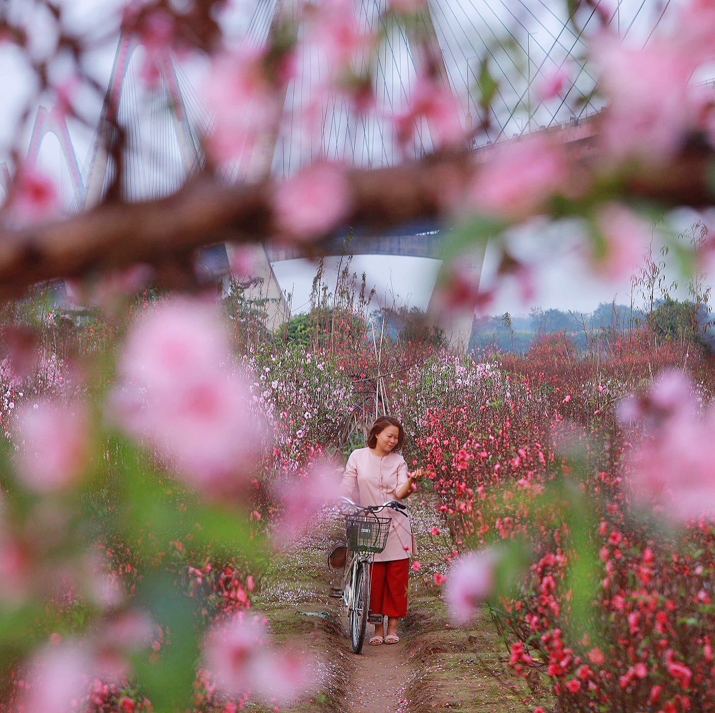 Người phụ nữ với ký ức về vườn đào Nhật Tân, tiết lộ góc chụp ảnh không phải ai cũng biết- Ảnh 2.