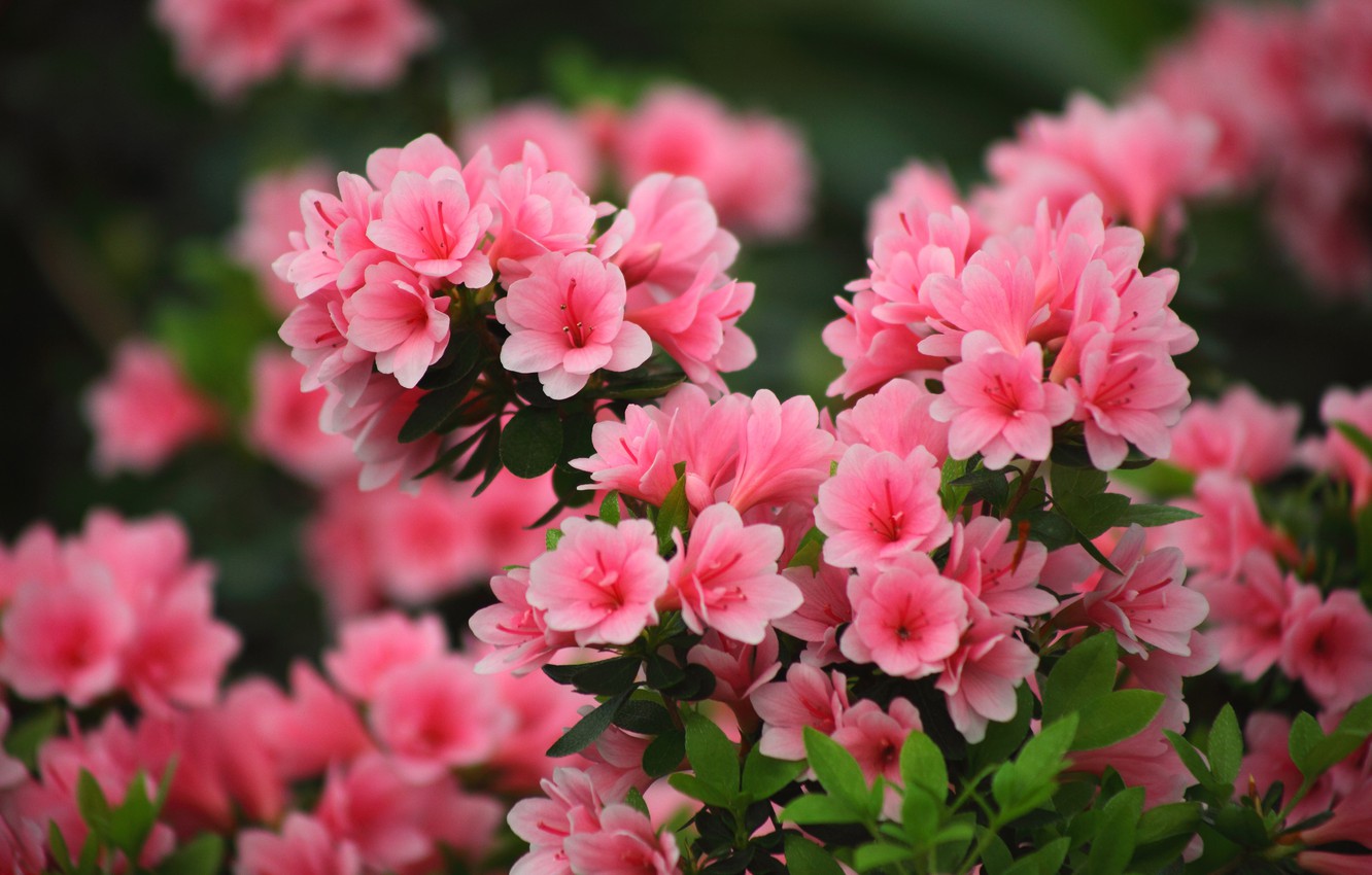 5 loại hoa được trưng rất nhiều vào ngày Tết có độc tố nguy hiểm nhưng ít người biết- Ảnh 2.