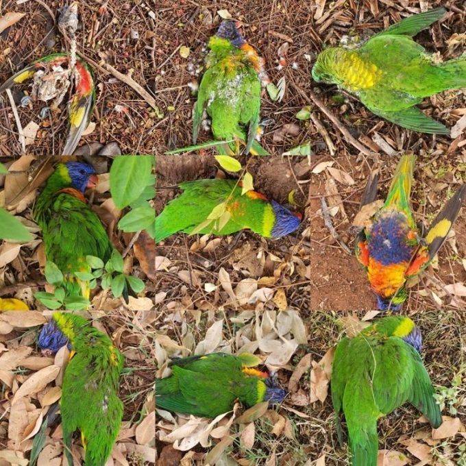 Bí ẩn về hiện tượng hàng trăm con vẹt rơi lả tả từ không trung tại Australia- Ảnh 1.