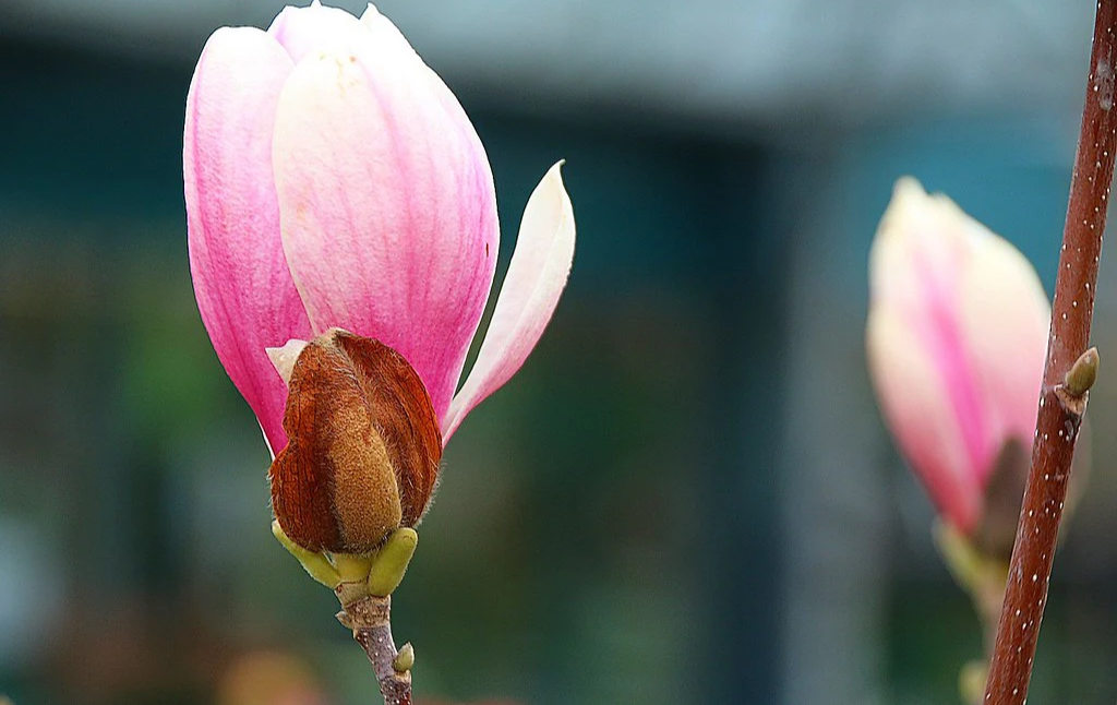 Top 12 loài hoa Tết được trưng trong nhà người Việt: Có loài mang ý nghĩa thịnh vượng, hợp phong thủy- Ảnh 15.
