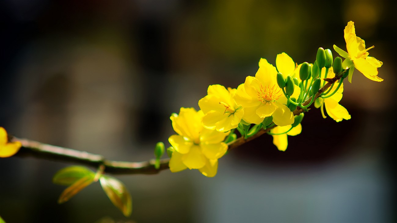 Top 12 loài hoa Tết được trưng trong nhà người Việt: Có loài mang ý nghĩa thịnh vượng, hợp phong thủy- Ảnh 2.
