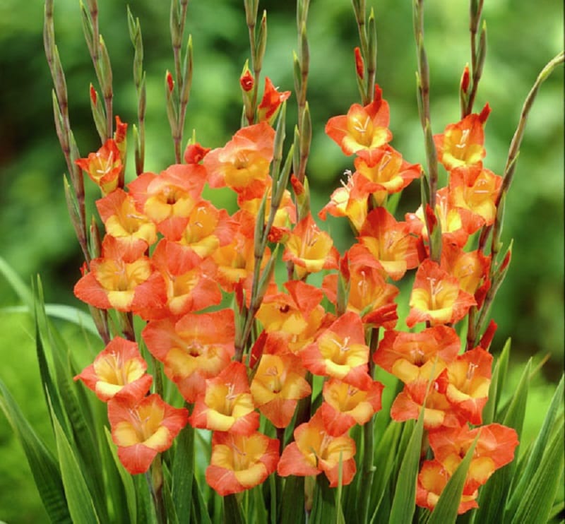 Top 12 loài hoa Tết được trưng trong nhà người Việt: Có loài mang ý nghĩa thịnh vượng, hợp phong thủy- Ảnh 9.