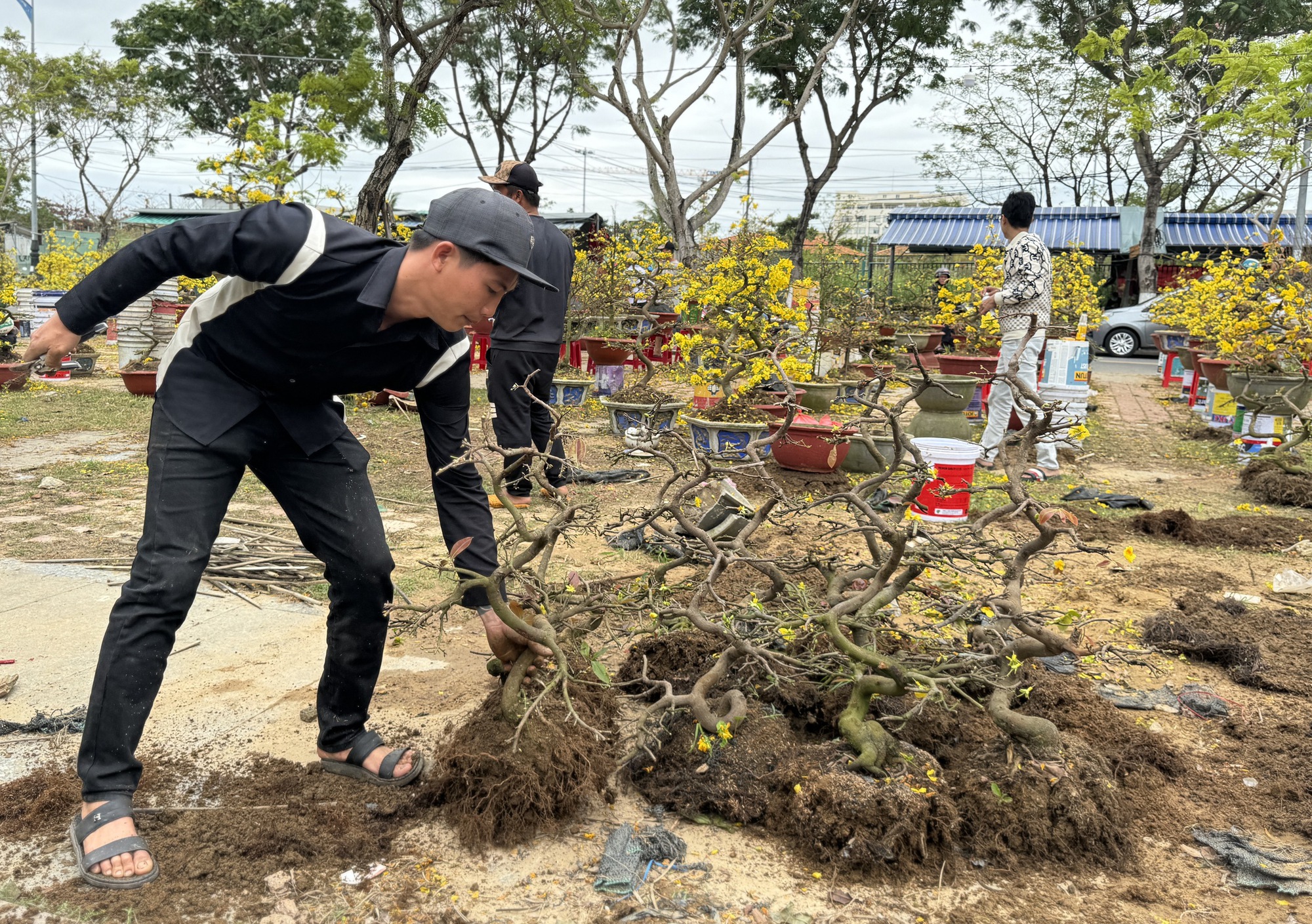 Unsold apricot trees