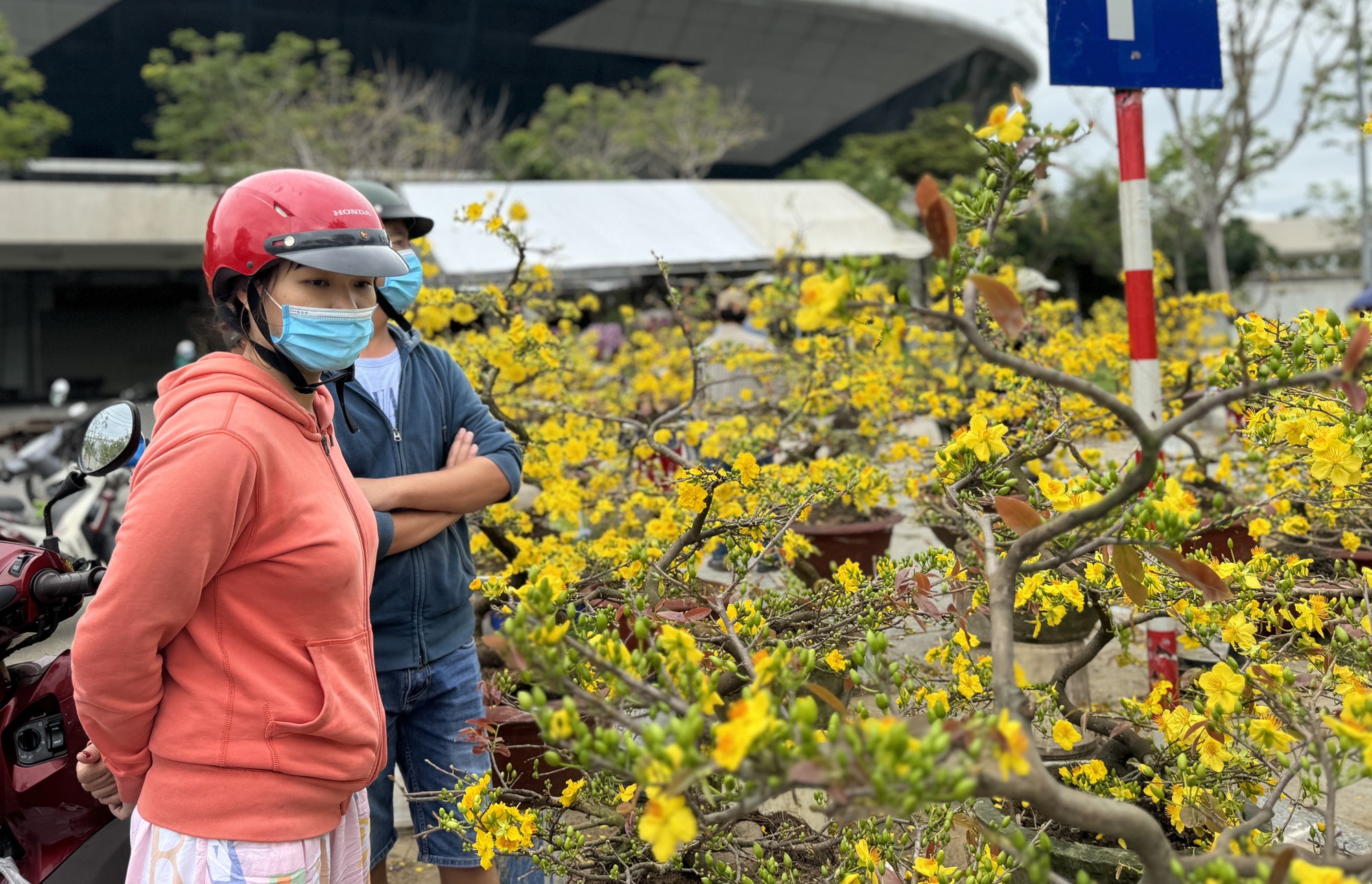 Low demand apricot trees