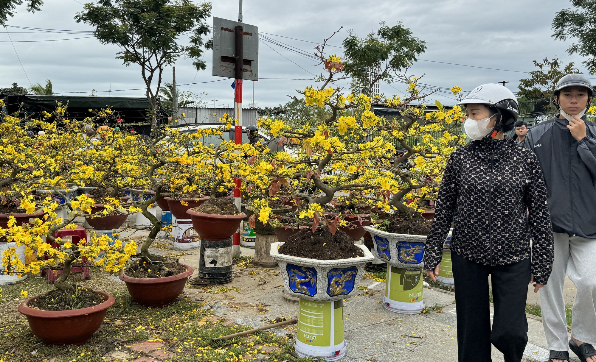 Unwanted apricot trees