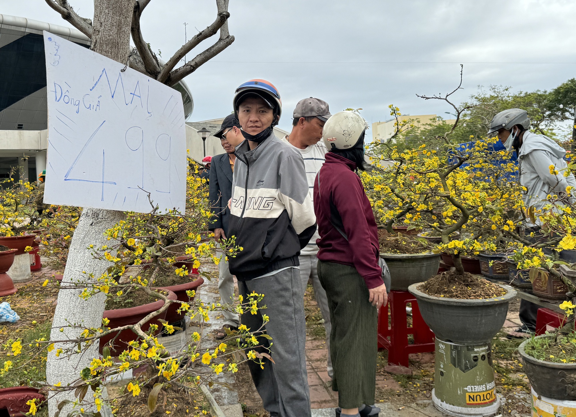 Lower priced apricot trees