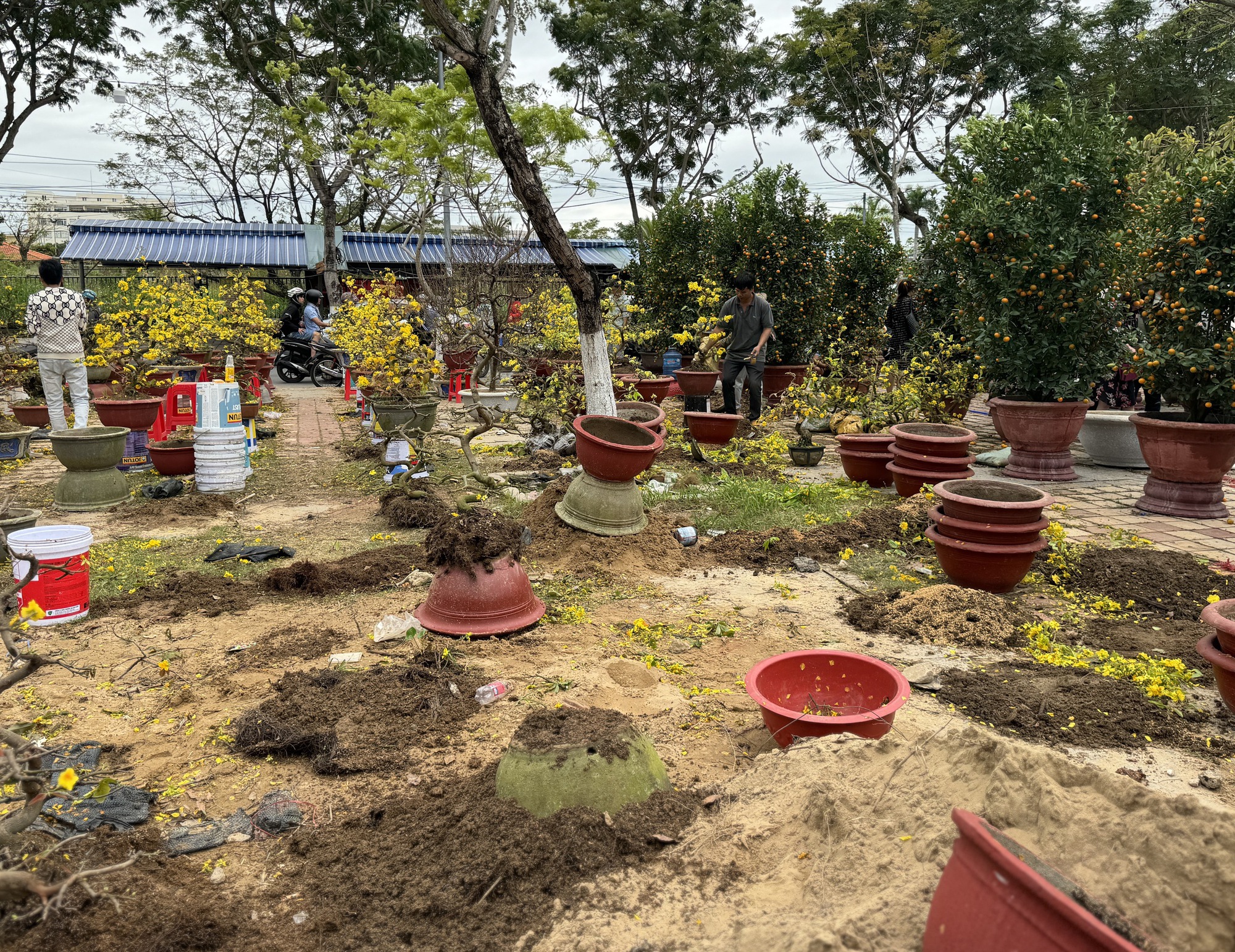 Apricot tree stalls