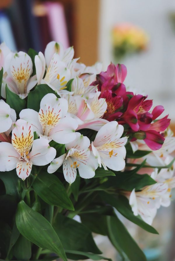 5 loài hoa đang được bán với giá chỉ từ 18.000 đồng/10 bông, vừa rẻ vừa đẹp bất ngờ- Ảnh 4.