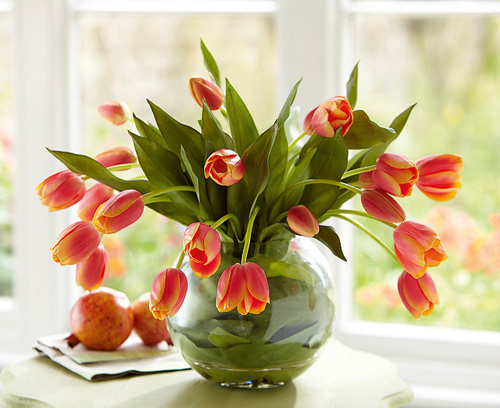 Mùa này hoa tulip rất rẻ, từ 300 nghìn/bó hàng Hà Lan chỉ còn vài chục nghìn: Làm thế này thì tươi 10 ngày- Ảnh 8.